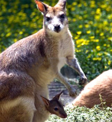 Healthy female wallabies more likely to have sons than daughters